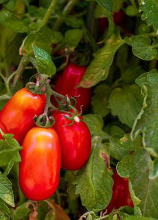 Pomidor San Marzano - Sadzonka