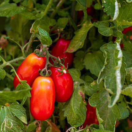 Pomidor San Marzano - Sadzonka