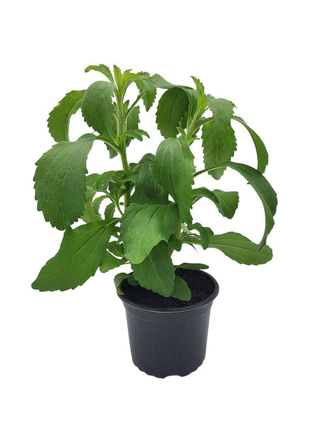 Stewia - Sadzonka - Zioła w doniczce