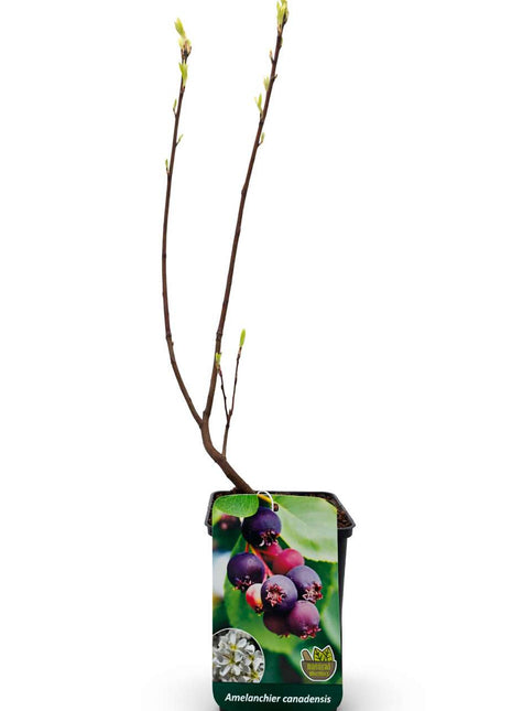 Świdośliwa kanadyjska - Sadzonka