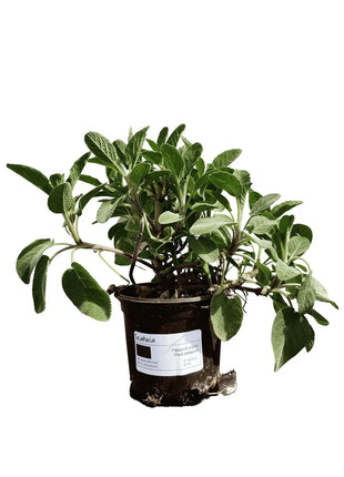 Szałwia - Sadzonka - Zioła w doniczce - Niezłe Ziółko