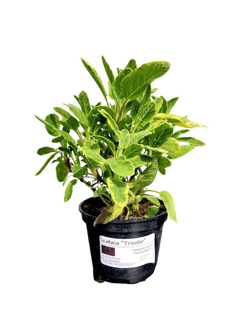 Szałwia 'Tricolor' - Sadzonka - Zioła w doniczce