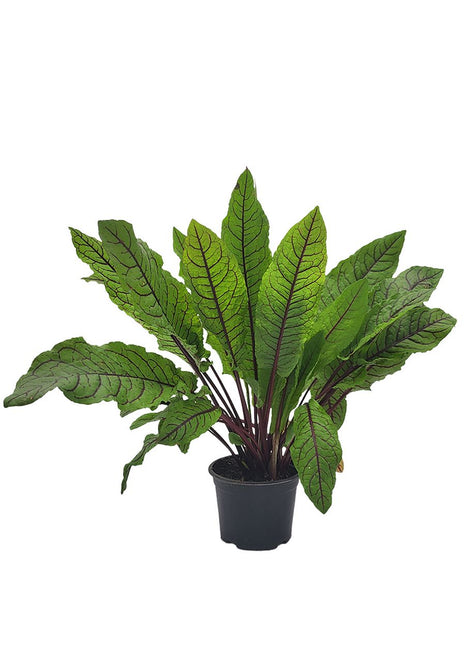 Szczaw Krwisty - Sadzonka - Zioła w doniczce