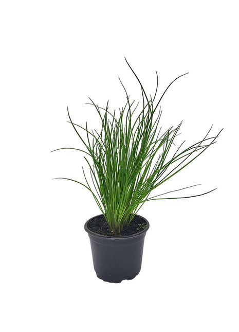 Szczypiorek wieloletni - Sadzonka - Zioła w doniczce