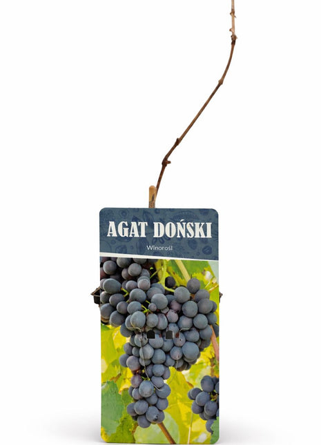 Winorośl AGAT DOŃSKI - Sadzonka