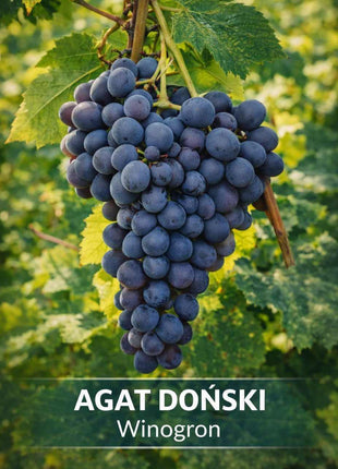 Winorośl AGAT DOŃSKI - Sadzonka