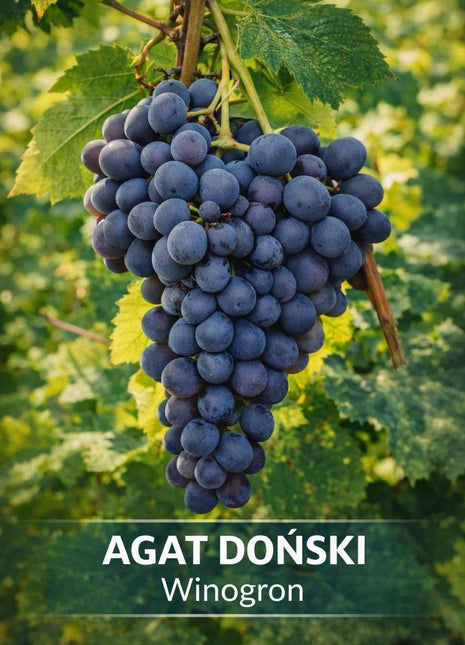 Winorośl AGAT DOŃSKI - Sadzonka