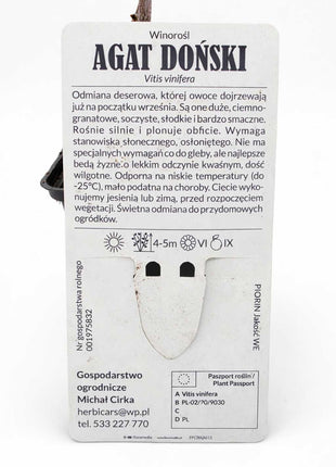 Winorośl AGAT DOŃSKI - Sadzonka