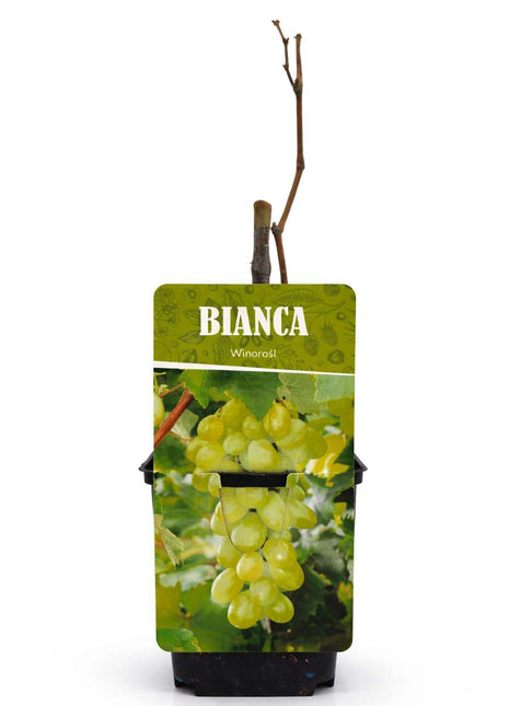 Winorośl BIANCA - Sadzonka