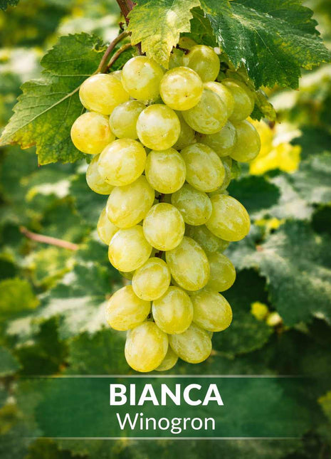 Winorośl BIANCA - Sadzonka