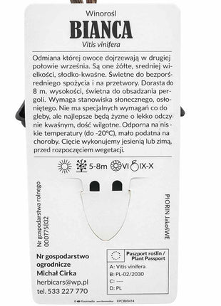 Winorośl BIANCA - Sadzonka