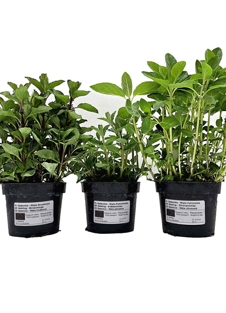 Mięta Cytrynowa - Sadzonka - Zioła w doniczce