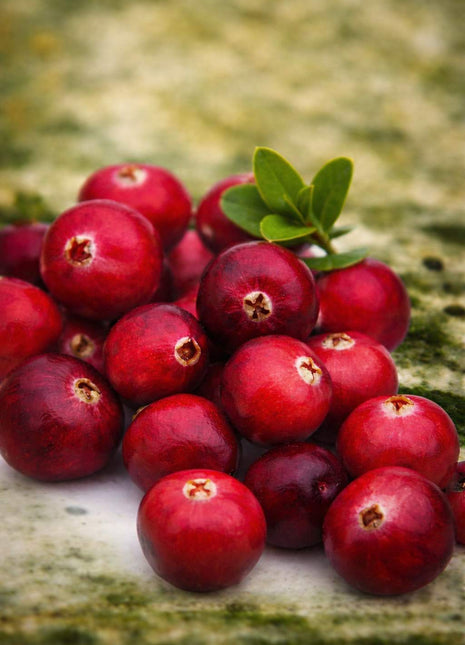 Żurawina wielkoowocowa - Sadzonka