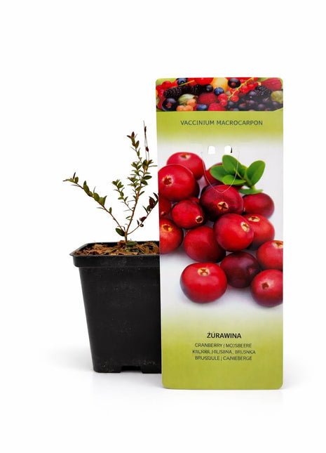 Żurawina wielkoowocowa - Sadzonka