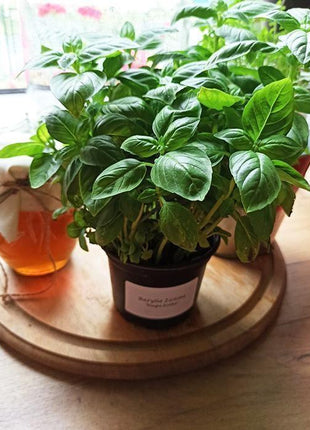 Bazylia Zielona - Sadzonka - Zioła w doniczce - Niezłe Ziółko