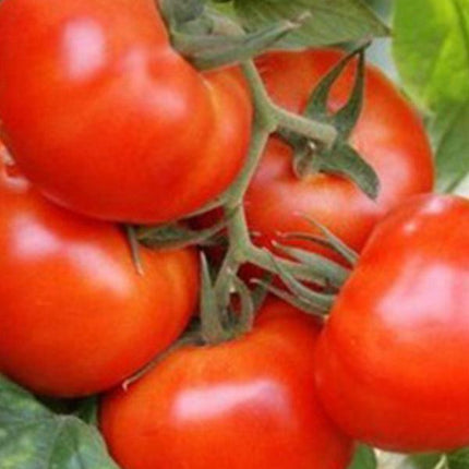 Faworyt - Sadzonka Pomidora - Niezłe Ziółko