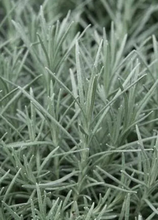 Kocanka Włoska - Sadzonka - Zioła w doniczce - Niezłe Ziółko