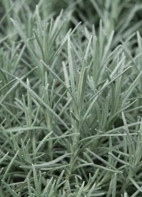 Kocanki Włoskie - Sadzonka - Zioła w doniczce - Niezłe Ziółko