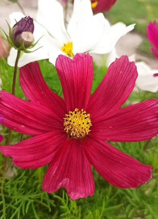 Kosmos MIX KOLORÓW - Sadzonki Kwiatów "Niezłe Ziółko" - Niezłe Ziółko