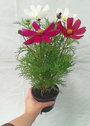 Kosmos MIX KOLORÓW - Sadzonki Kwiatów "Niezłe Ziółko" - Niezłe Ziółko