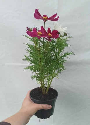 Kosmos MIX KOLORÓW - Sadzonki Kwiatów "Niezłe Ziółko" - Niezłe Ziółko