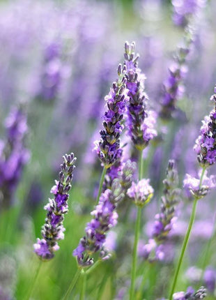 Lawenda - Sadzonka - Zioła w doniczce - Niezłe Ziółko