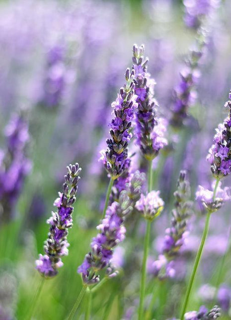 Lawenda - Sadzonka - Zioła w doniczce - Niezłe Ziółko