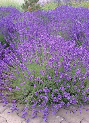 Lawenda - Sadzonka - Zioła w doniczce - Niezłe Ziółko