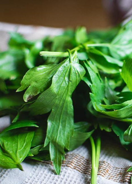 Lubczyk - Sadzonka - Zioła w doniczkach - Niezłe Ziółko