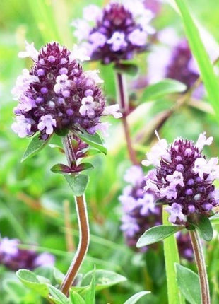 Macierzanka - Sadzonka - Zioła w doniczce - Niezłe Ziółko