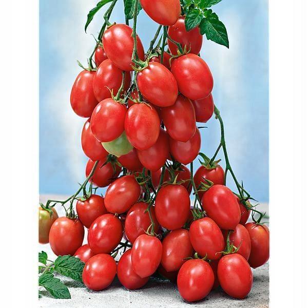 Malinowy Smaczek - Sadzonka Pomidora - Niezłe Ziółko