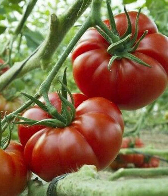 Marmande - Sadzonka Pomidora - Niezłe Ziółko