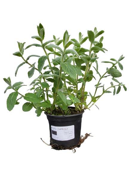 Mięta Jabłkowa - Sadzonka - Zioła w doniczce - Niezłe Ziółko