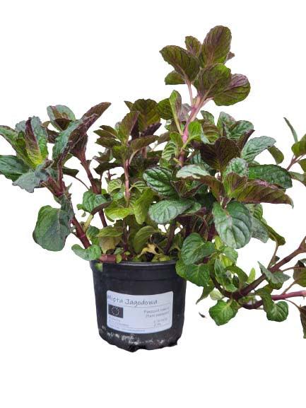 Mięta Jagodowa - Sadzonka - Zioła w doniczce - Niezłe Ziółko