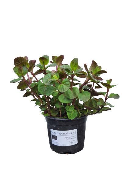 Mięta Pomarańczowa - Sadzonka - Zioła w doniczce - Niezłe Ziółko