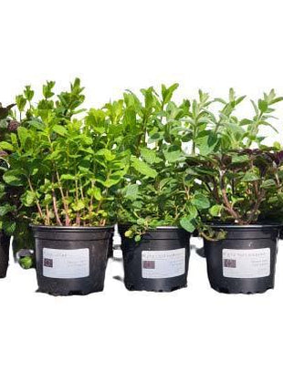 Mięta Porzeczkowa - Sadzonka - Zioła w doniczce - Niezłe Ziółko