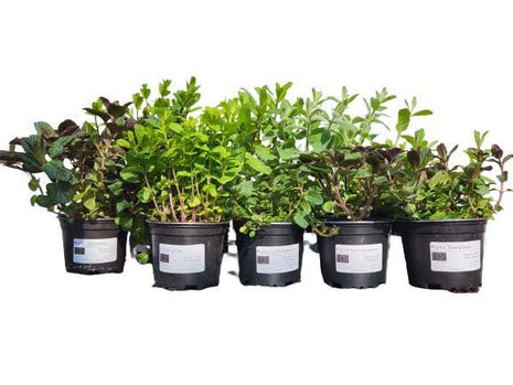 Mięta Porzeczkowa - Sadzonka - Zioła w doniczce - Niezłe Ziółko