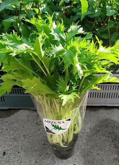 Mizuna - Sadzonka - Niezłe Ziółko