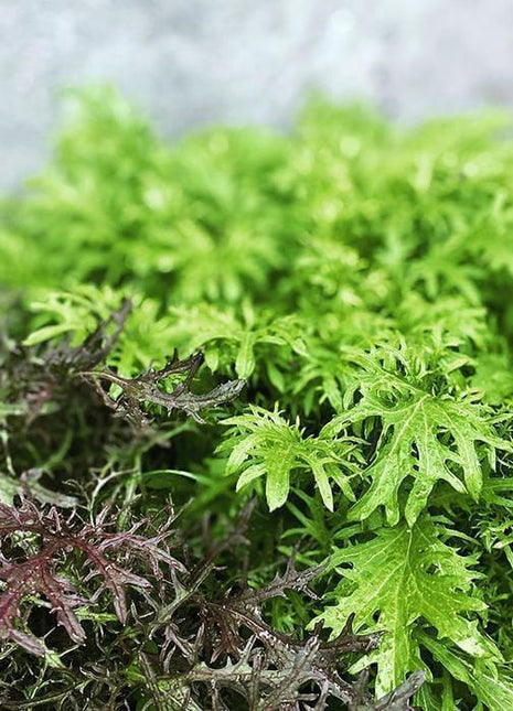 Musztardowiec - Sadzonka - Niezłe Ziółko