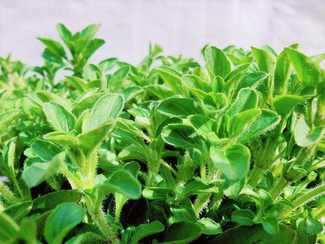 Oregano - Sadzonka - Zioła w doniczce - Niezłe Ziółko