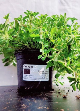 Oregano - Sadzonka - Zioła w doniczce - Niezłe Ziółko