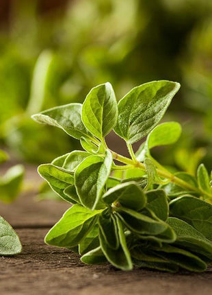 Oregano - Sadzonka - Zioła w doniczce - Niezłe Ziółko