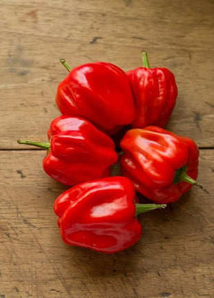 Papryka Habanero - Sadzonka - Niezłe Ziółko