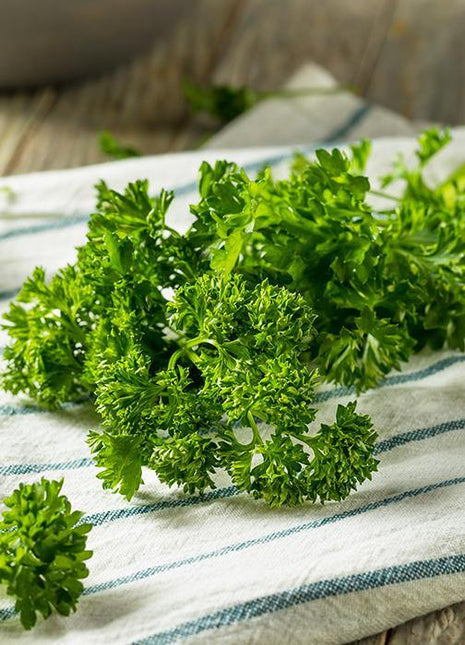 Pietruszka Kędzierzawa - Sadzonka - Niezłe Ziółko