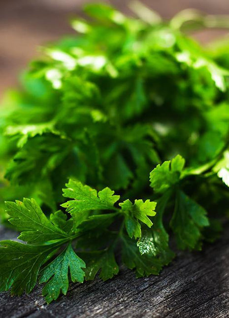 Pietruszka Naciowa - Sadzonka - Niezłe Ziółko