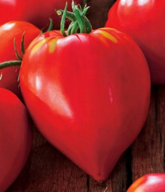 Pomidor Bawole Serce - Sadzonka - Niezłe Ziółko