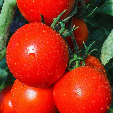 Pomidor Betalux - Sadzonka - Niezłe Ziółko