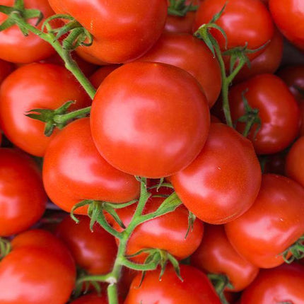 Pomidor Betalux - Sadzonka - Niezłe Ziółko