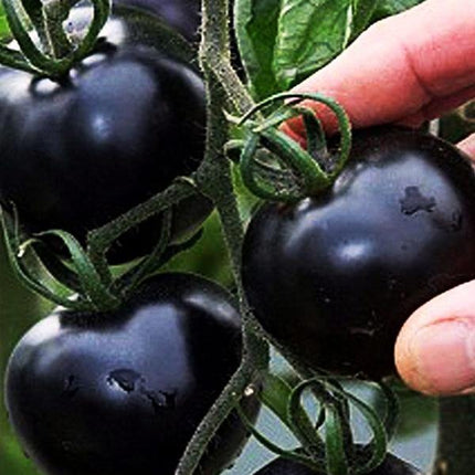 Pomidor Black Cherry - Sadzonka - Niezłe Ziółko