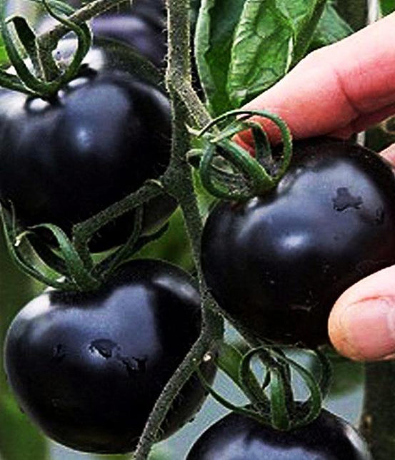 Pomidor Black Cherry - Sadzonka - Niezłe Ziółko